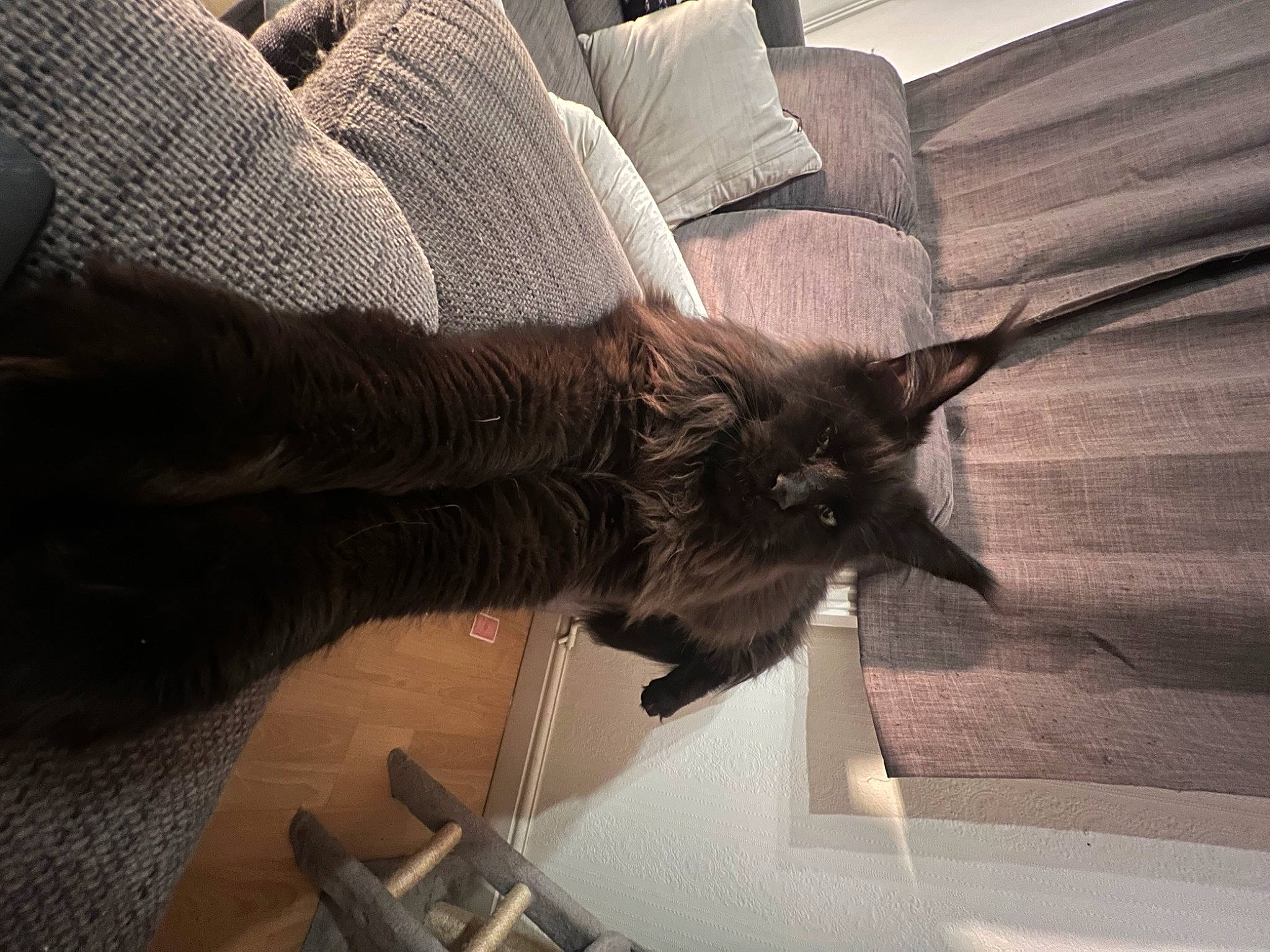 Tiberius joined the competition — help win amazing prizes! canidae, carnivore, cat, claw, comfort, companion_dog, dog_breed, domestic_short_haired_cat, felidae, flooring, fur, human_leg, nap, paw, small_to_medium_sized_cats, sporting_group, tail, tints_and_shades, whiskers, wood