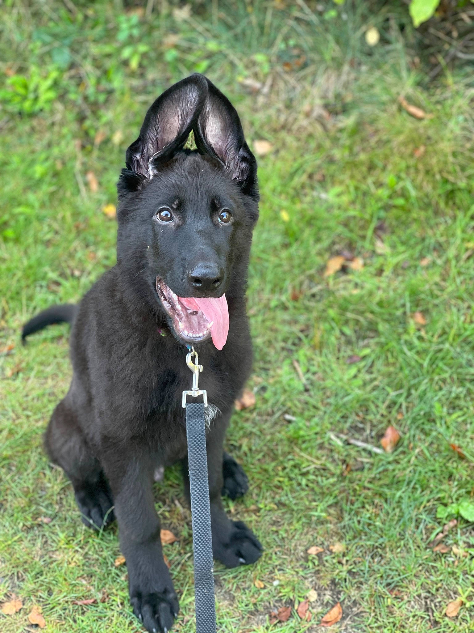 Eros joined the competition — help win amazing prizes! black_norwegian_elkhound, borador, canidae, carnivore, collar, companion_dog, dog, dog_breed, dog_collar, dog_supply, fur, grass, groundcover, non_sporting_group, snout, sporting_group, tail, terrestrial_animal, working_animal, working_dog