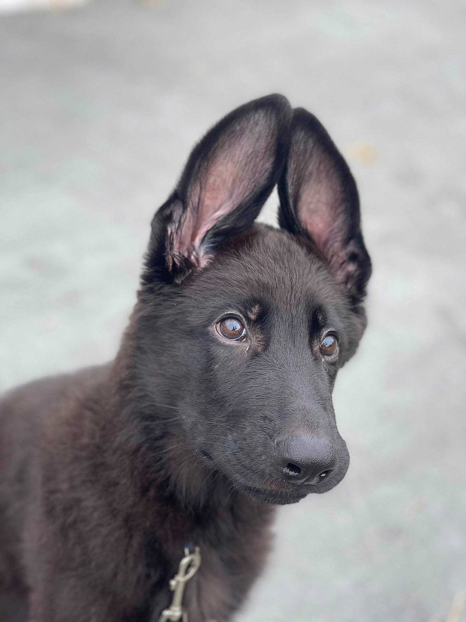 Eros is registered to the contest to win money with this photo: ancient_dog_breeds, canidae, carnivore, dog, dog_breed, fur, snout, snow, sporting_group, terrestrial_animal, whiskers, wildlife, working_animal, working_dog