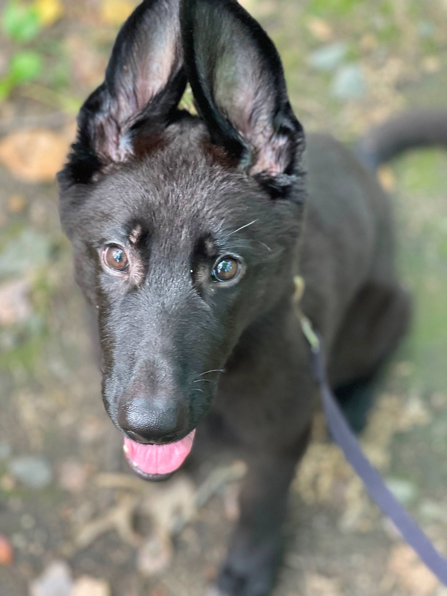 Eros joined the competition — help win amazing prizes! borador, canidae, carnivore, collar, companion_dog, dog, dog_breed, fur, grass, guard_dog, hunting_dog, non_sporting_group, pet_supply, plant, sporting_group, terrestrial_animal, tree, whiskers, working_animal, working_dog