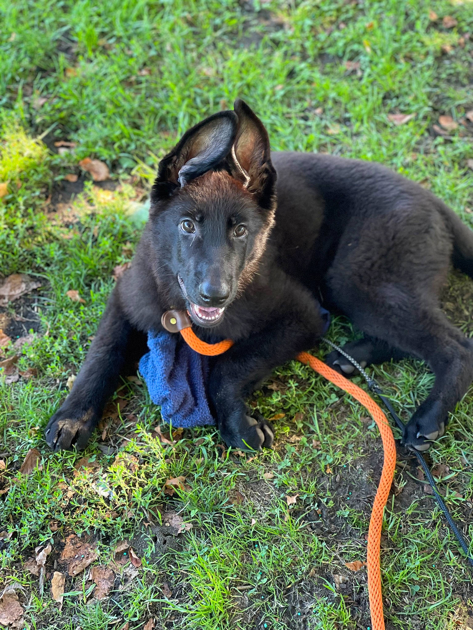 Eros joined the competition — help win amazing prizes! canidae, carnivore, collar, companion_dog, dog, dog_breed, dog_collar, fang, grass, groundcover, guard_dog, pet_supply, plant, snout, sporting_group, tail, terrestrial_animal, whiskers, working_animal, working_dog