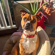 Nala participe au concours pour gagner de l'argent avec cette photo : animal, attention, blurred_background, brown_dog, canine, chair, cozy, cute, dog, domestic_animal, furniture, home, indoor, pet, plant, portrait, red_collar, relaxing, sitting, sunlight