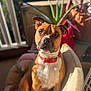 animal, attention, blurred_background, brown_dog, canine, chair, cozy, cute, dog, domestic_animal, furniture, home, indoor, pet, plant, portrait, red_collar, relaxing, sitting, sunlight