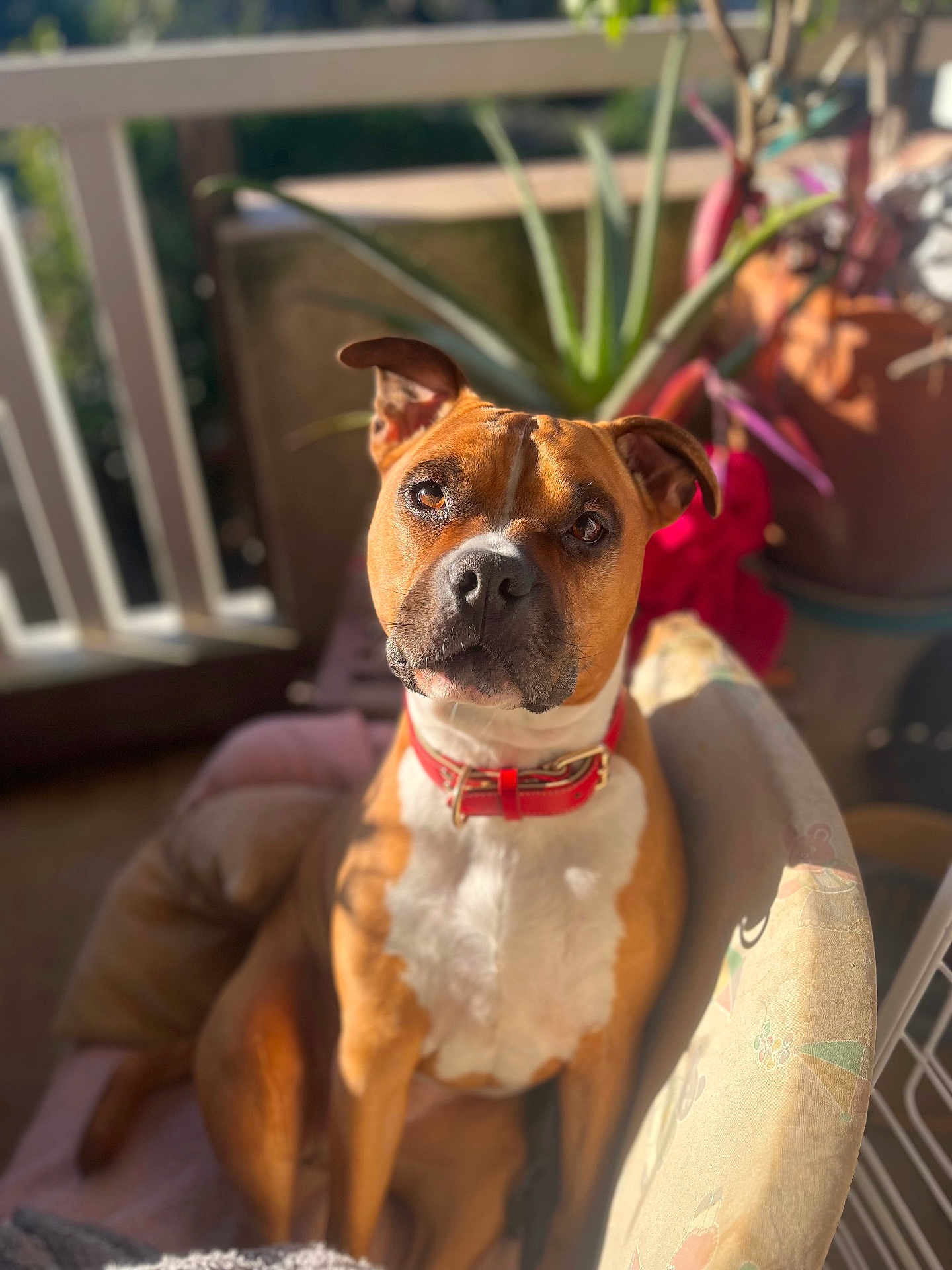 Nala