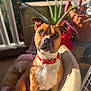 animal, balcony, brown_dog, canine, closeup, cute, dog, dog_bed, domestic_animal, furniture, indoors, looking, pet, plant, portrait, red_collar, relaxed, sitting, sunlight, warm_light