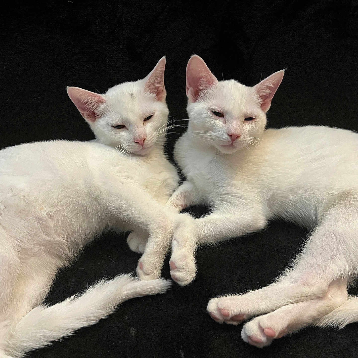 Winter And Thunder joined the competition — help win amazing prizes! black_background, cat, close_up, companionship, cuddling, duo, ears, fur, indoor, kitten, lying_down, pair, paws, pet, pets, portrait, relaxed, sleepy, whiskers, white_cat