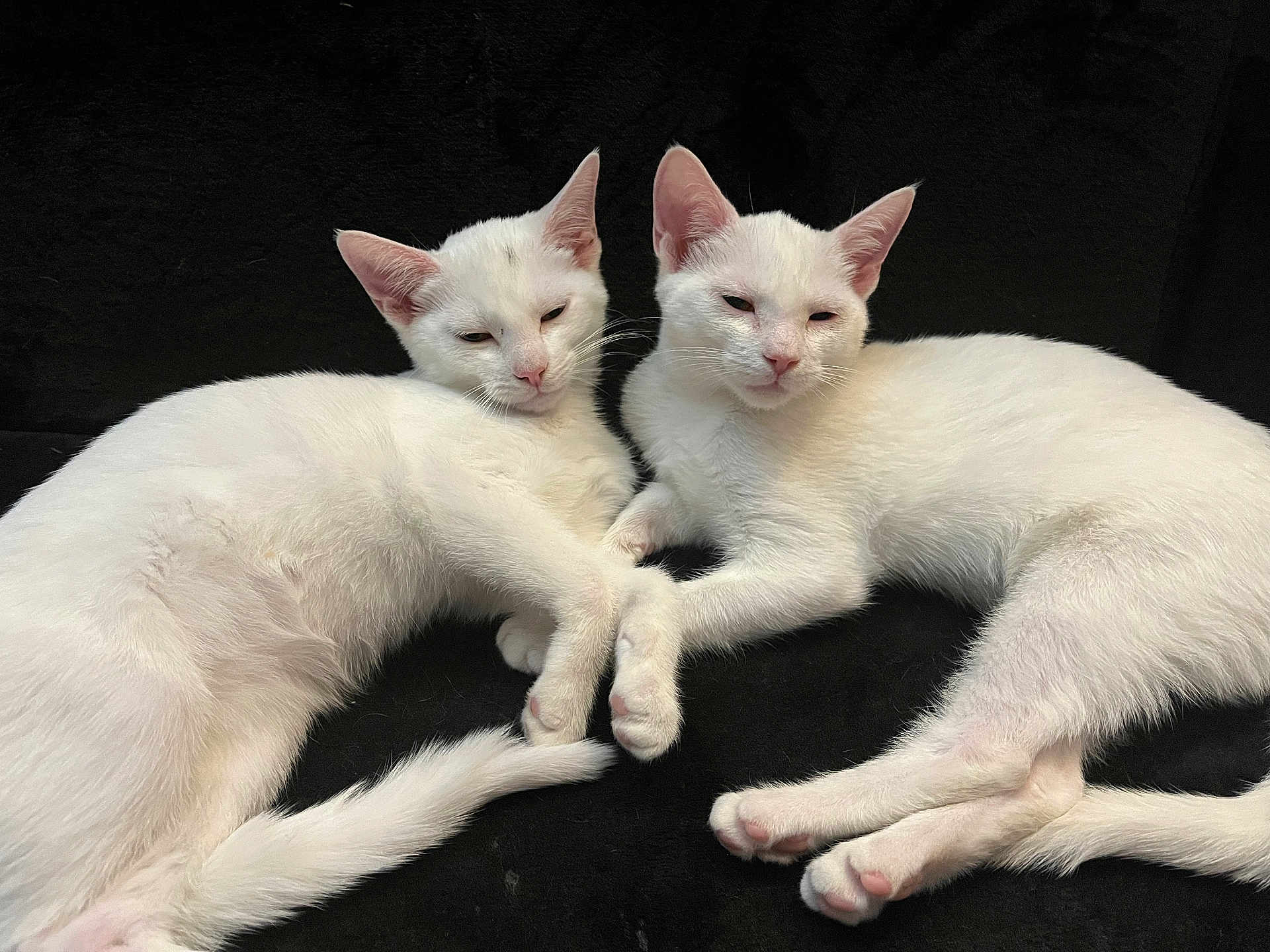 Winter And Thunder joined the competition — help win amazing prizes! cat, kitten, white_cat, pair, duo, pets, pet, cuddling, paws, whiskers, ears, fur, indoor, black_background, close_up, portrait, relaxed, sleepy, lying_down, companionship