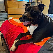 Blu Terrell joined the competition — help win amazing prizes! dog, bed, blanket, red, orange, black, white, tongue_out, indoor, furniture, dresser, storage_bins, carpet, pet, happy, canine, room, resting, paw, tongue