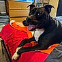 dog, bed, blanket, red, orange, black, white, tongue_out, indoor, furniture, dresser, storage_bins, carpet, pet, happy, canine, room, resting, paw, tongue