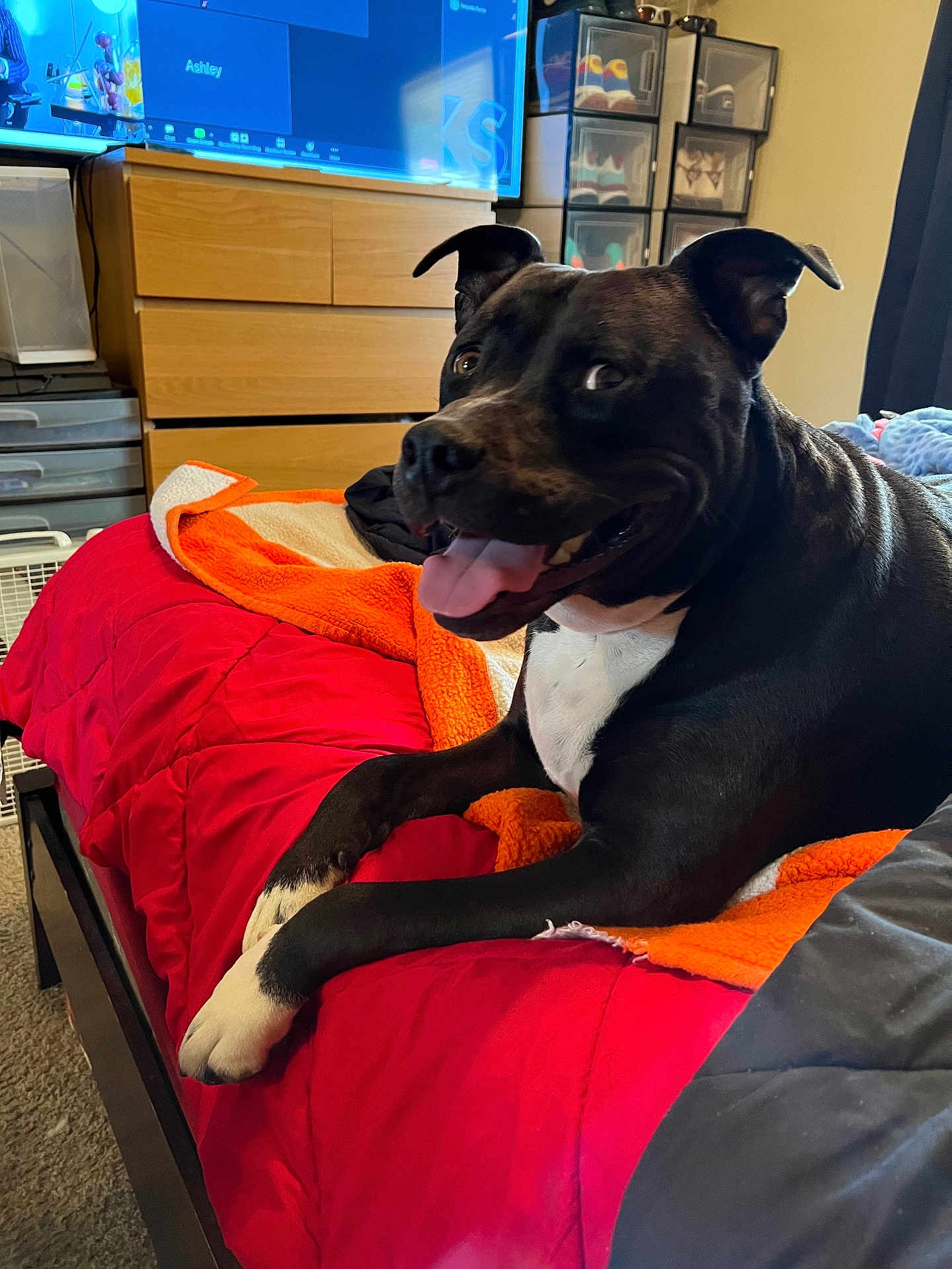 Blu Terrell joined the competition — help win amazing prizes! dog, bed, blanket, red, orange, black, white, tongue_out, indoor, furniture, dresser, storage_bins, carpet, pet, happy, canine, room, resting, paw, tongue