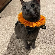 Saucy joined the competition — help win amazing prizes! cat, gray_cat, pet, animal, carpet, indoor, orange_collar, costume, ruffled_collar, looking_up, feline, whiskers, ears, shadow, floor, domestic_animal, cute, curious, sitting, closeup