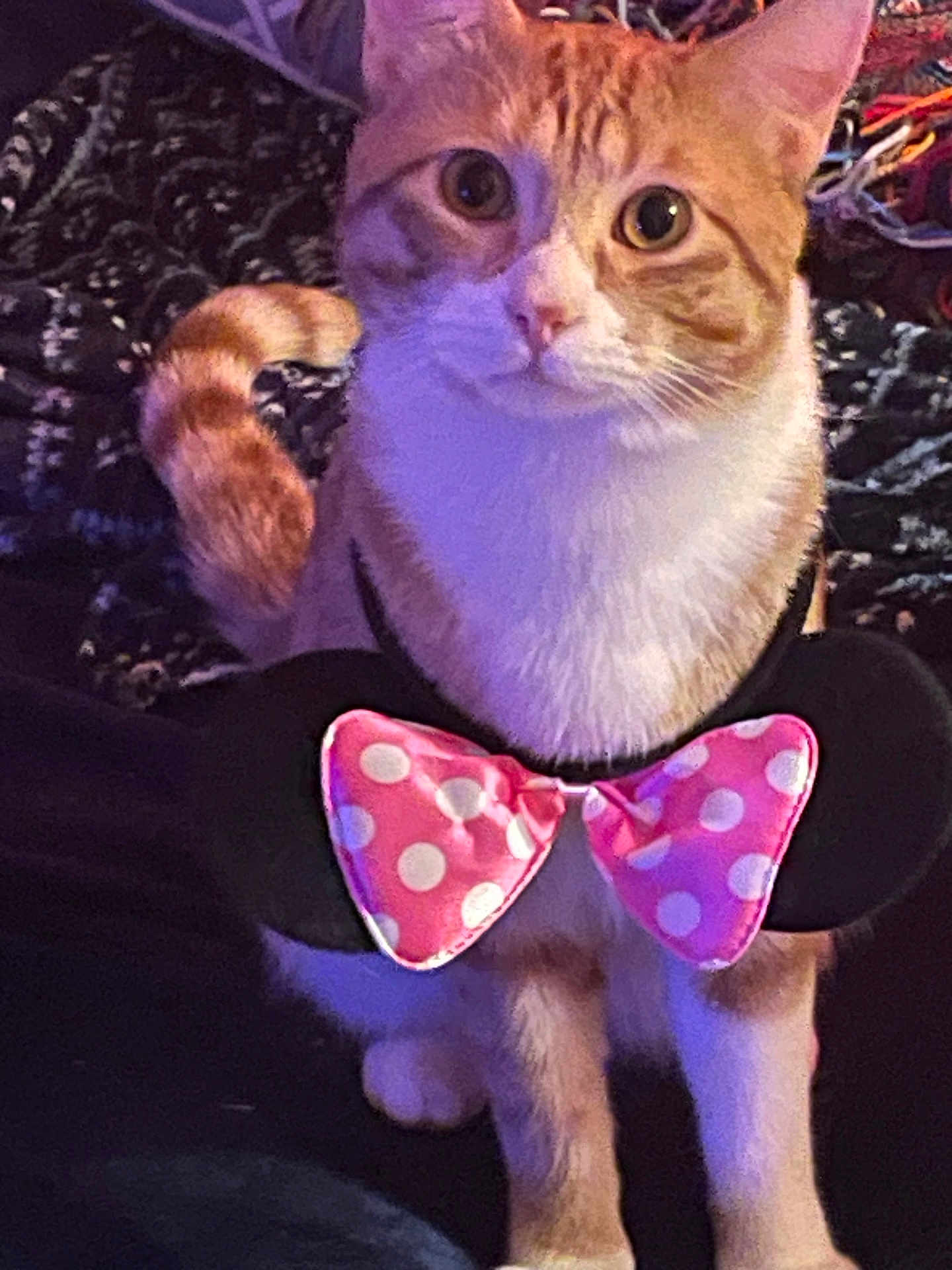 Gem-Gen joined the competition — help win amazing prizes! animal, bow_tie, cat, close_up, cozy, curious, cute, domestic_animal, ears, feline, indoor, orange_cat, patterned_background, pet, polka_dots, sitting, soft_lighting, tail, whiskers, white_cat