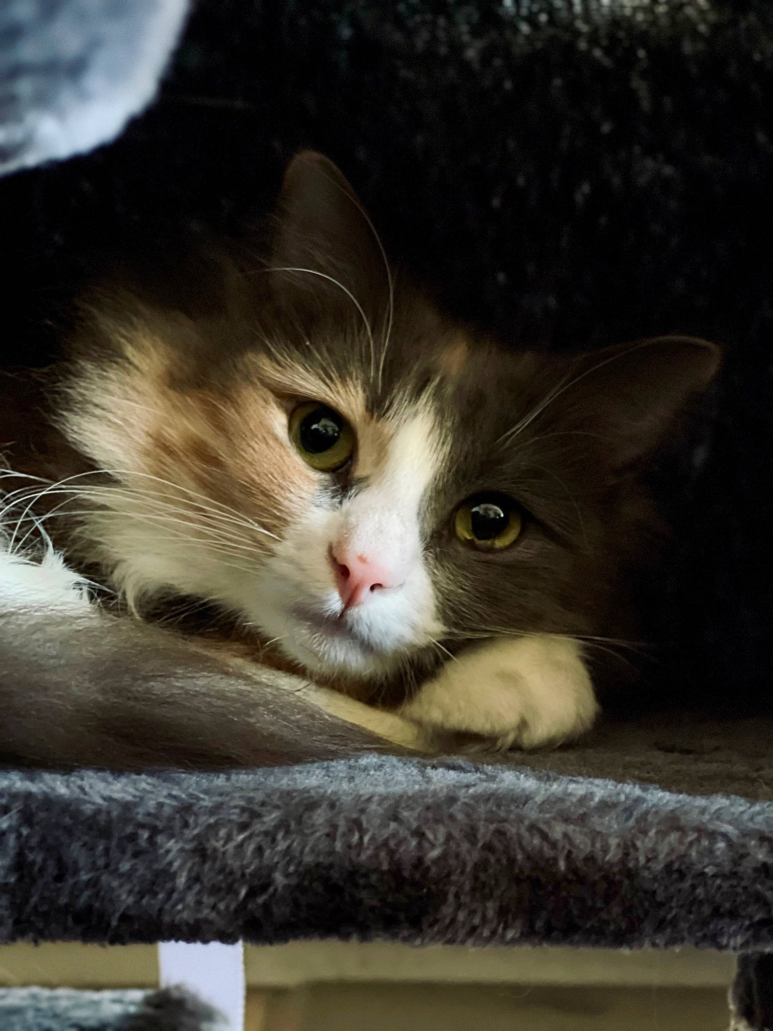 Suki joined the competition — help win amazing prizes! cardboard, carnivore, cat, claw, domestic_short_haired_cat, fawn, felidae, fur, paw, photo_caption, small_to_medium_sized_cats, snout, tail, tree, whiskers, window, wood