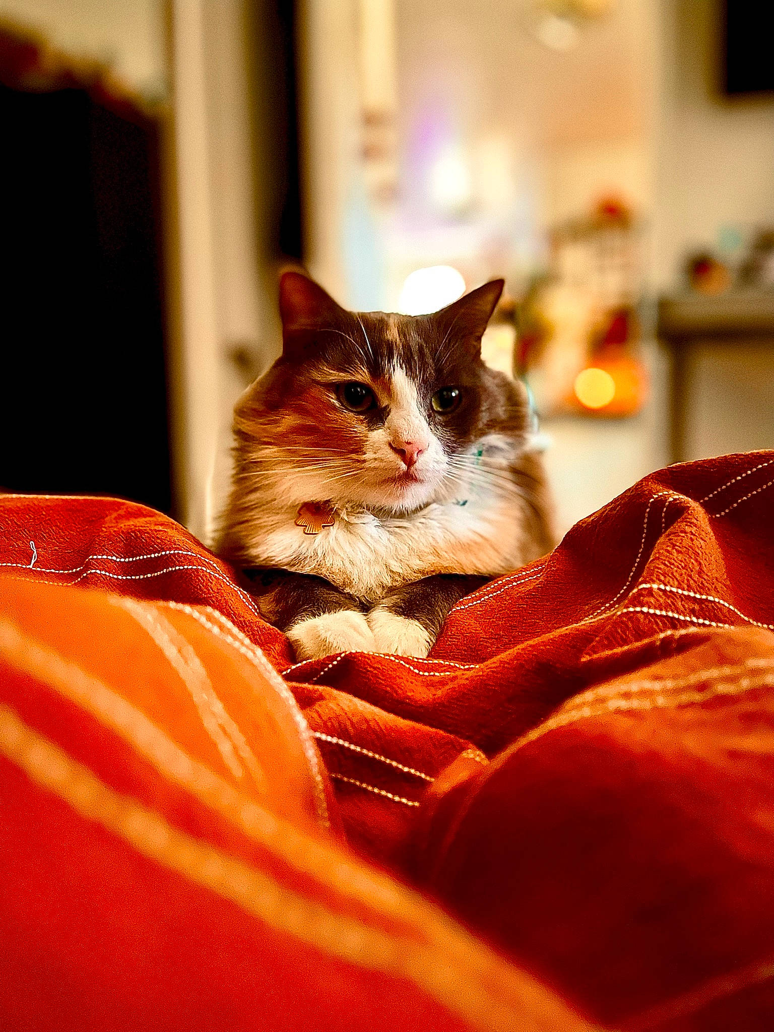 Suki joined the competition — help win amazing prizes! brown, carnivore, cat, comfort, domestic_short_haired_cat, felidae, fur, orange, room, sitting, small_to_medium_sized_cats, snout, tree, whiskers, window, wood