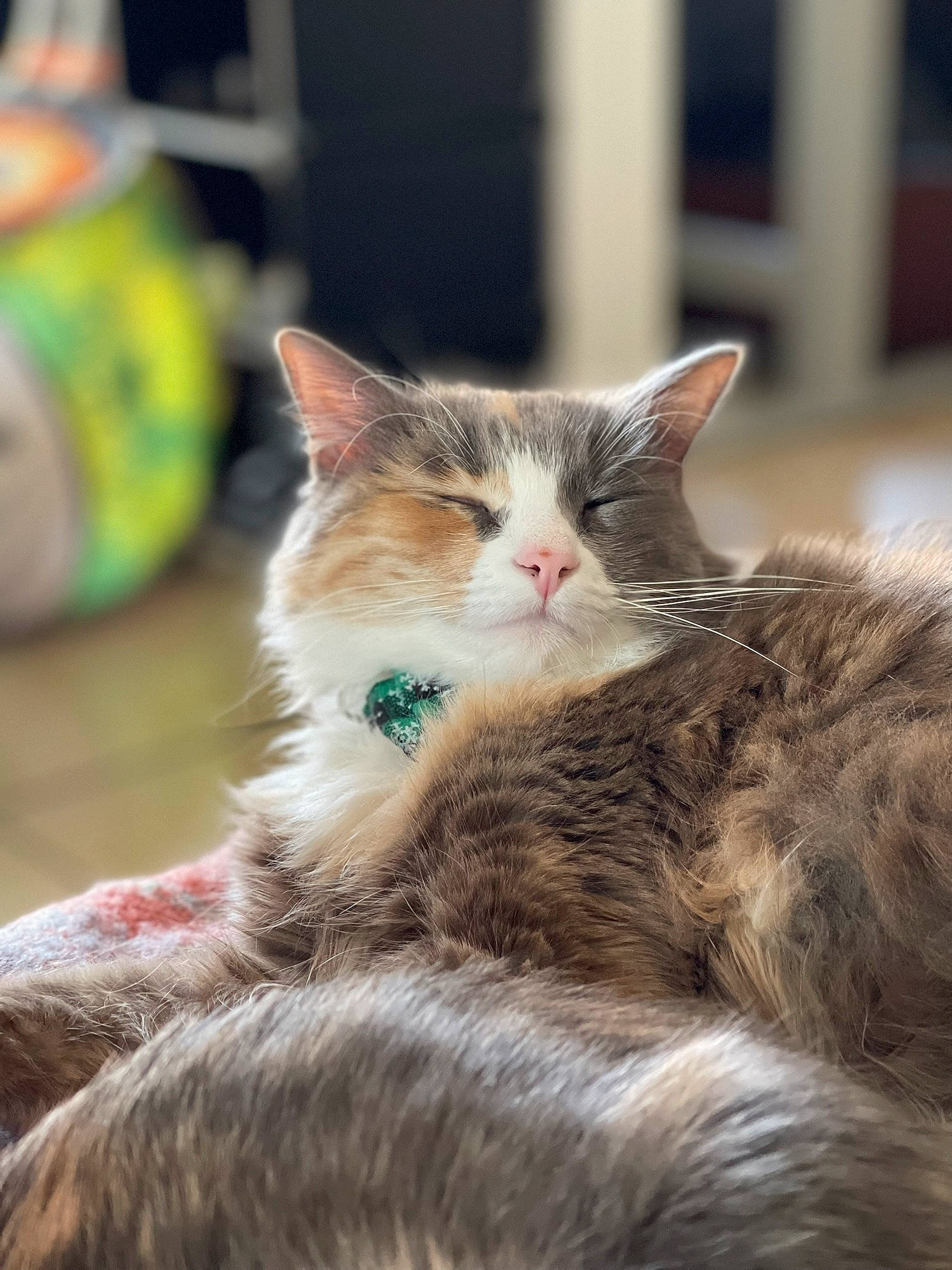 Suki joined the competition — help win amazing prizes! carnivore, cat, claw, domestic_short_haired_cat, fawn, felidae, fur, maine_coon, paw, sitting, small_to_medium_sized_cats, snout, street, tail, terrestrial_animal, whiskers, wildlife, wood