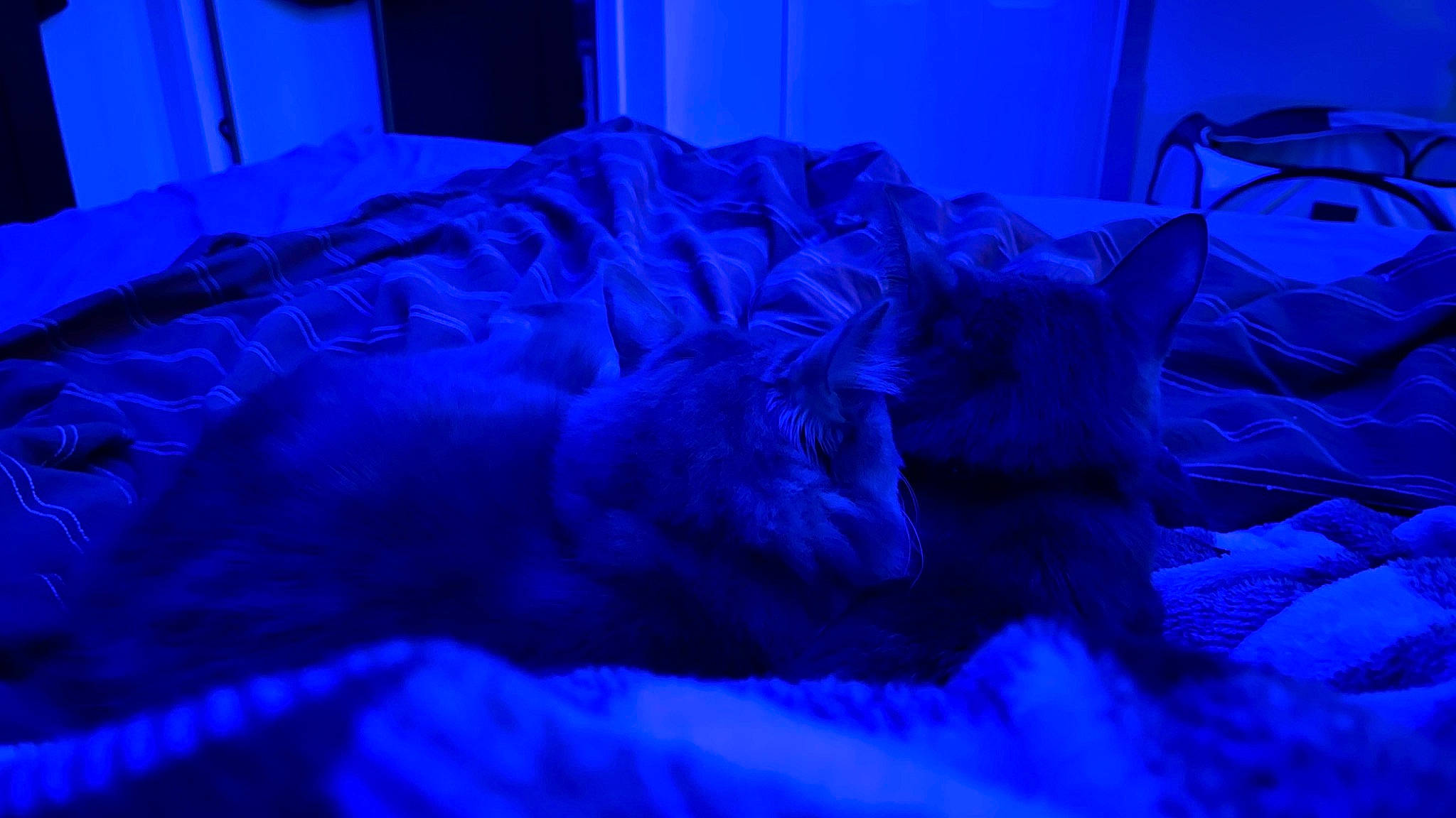 Suki is registered to the contest to win money with this photo: azure, bedding, blue, carnivore, cat, comfort, darkness, dog_breed, electric_blue, event, felidae, fur, linens, magenta, pillow, purple, room, small_to_medium_sized_cats, textile, whiskers