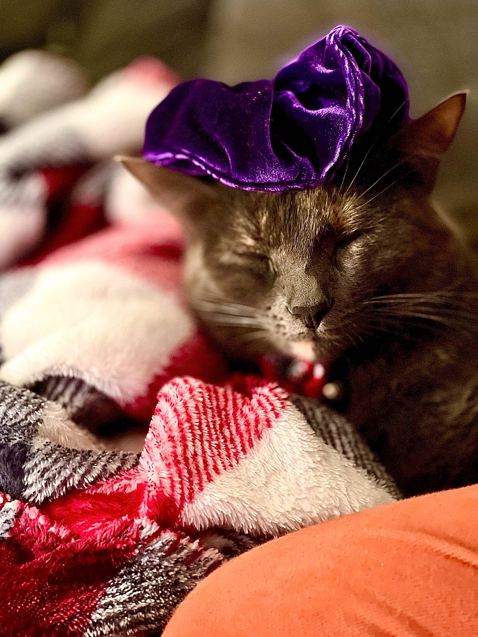 Sora joined the competition — help win amazing prizes! carnivore, cat, close_up, comfort, costume_hat, domestic_short_haired_cat, fashion_accessory, fawn, felidae, fur, hat, linens, magenta, petal, plant, purple, small_to_medium_sized_cats, snout, textile, whiskers