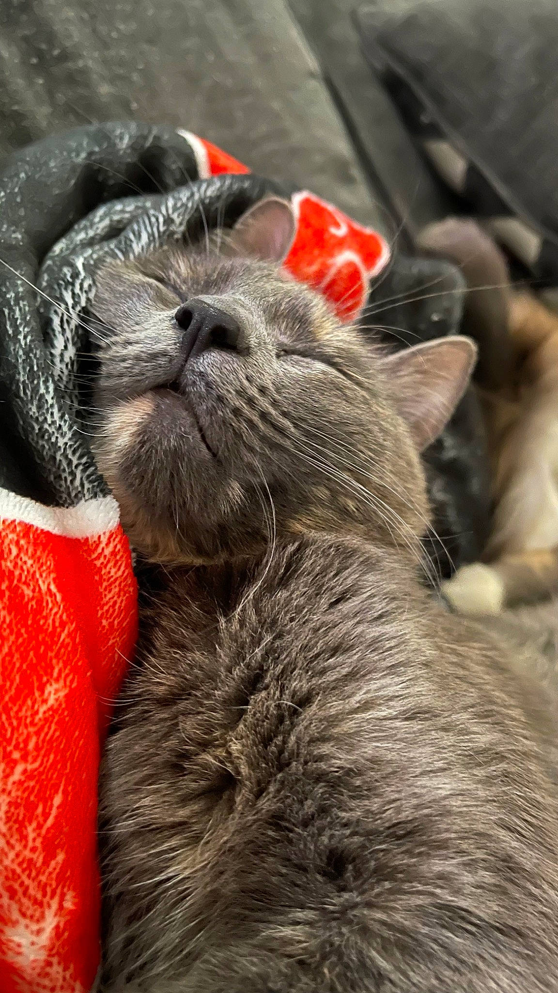 Sora is registered to the contest to win money with this photo: carnivore, cat, claw, collar, comfort, dog_breed, domestic_short_haired_cat, ear, fawn, felidae, fur, grey, human_leg, paw, small_to_medium_sized_cats, snout, tail, terrestrial_animal, whiskers, wrinkle