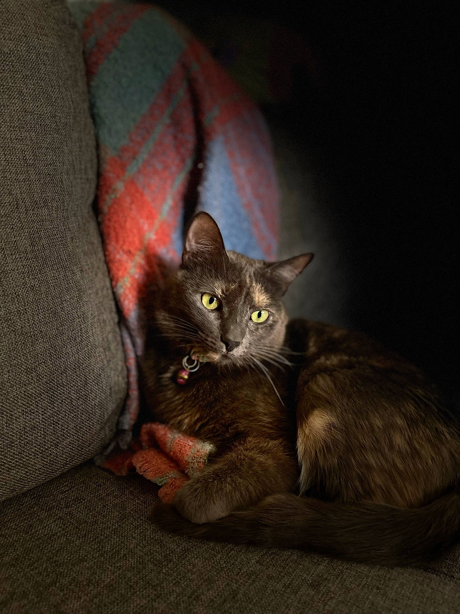 Sora joined the competition — help win amazing prizes! black_cat, carnivore, cat, cat_supply, claw, comfort, domestic_short_haired_cat, eye, felidae, fur, grey, paw, russian_blue, sitting, small_to_medium_sized_cats, snout, tail, terrestrial_animal, whiskers, wildlife