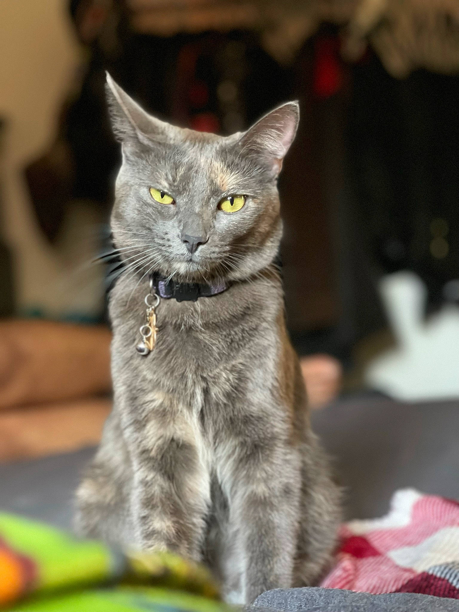 Sora is registered to the contest to win money with this photo: carnivore, cat, domestic_short_haired_cat, felidae, fur, grey, russian_blue, small_to_medium_sized_cats, snout, tail, whiskers