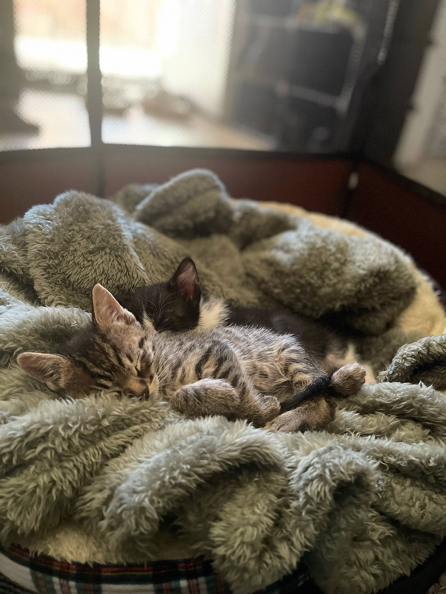 Haku is registered to the contest to win money with this photo: carnivore, cat, claw, comfort, domestic_short_haired_cat, felidae, fur, grey, linens, nap, natural_material, sleep, small_to_medium_sized_cats, snout, tail, terrestrial_animal, vertebrate, whiskers, wood