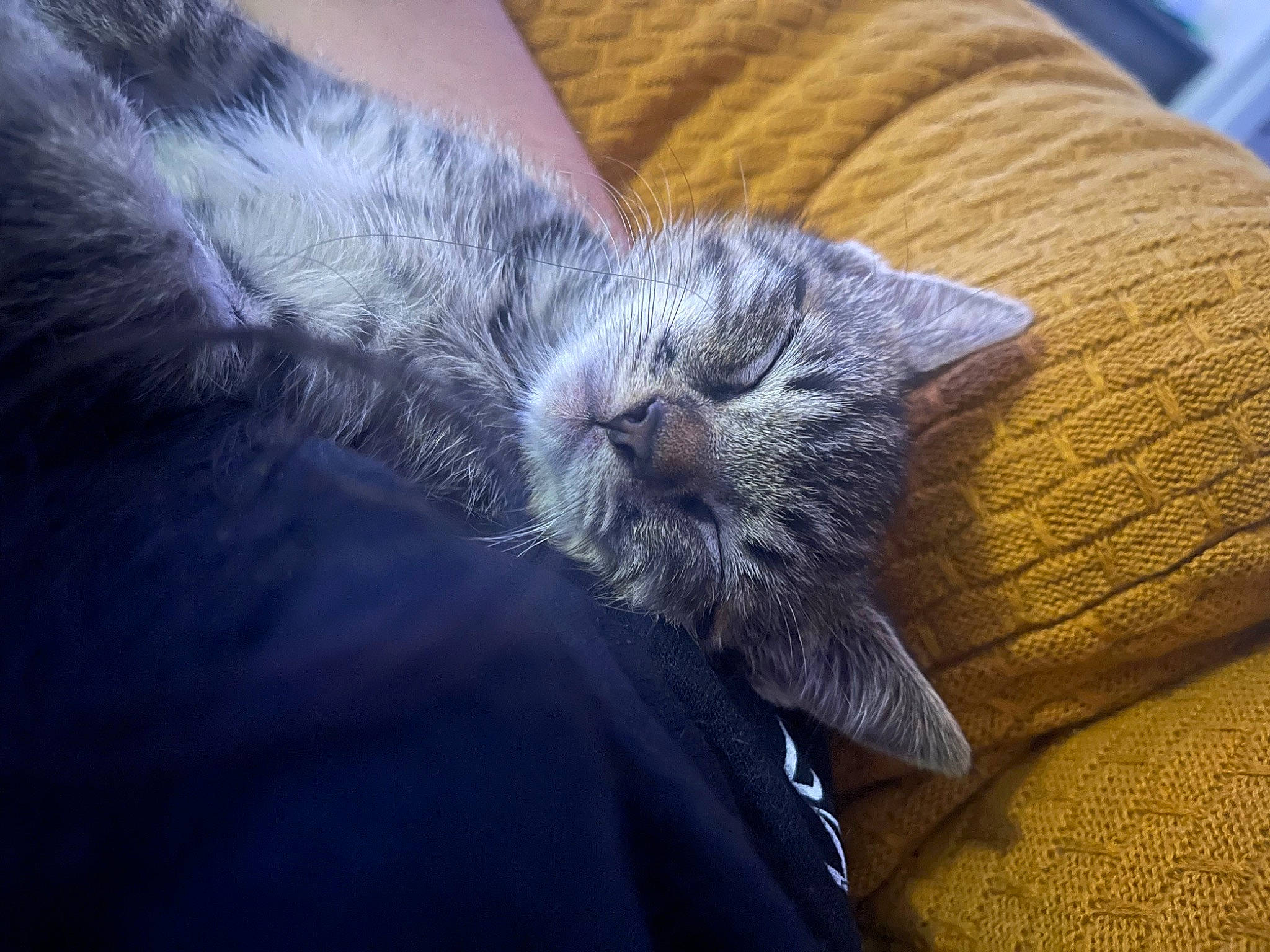 Haku is registered to the contest to win money with this photo: black_cat, carnivore, cat, chartreux, claw, comfort, domestic_short_haired_cat, electric_blue, felidae, foot, fur, grey, human_leg, paw, small_to_medium_sized_cats, snout, tail, terrestrial_animal, whiskers, wood