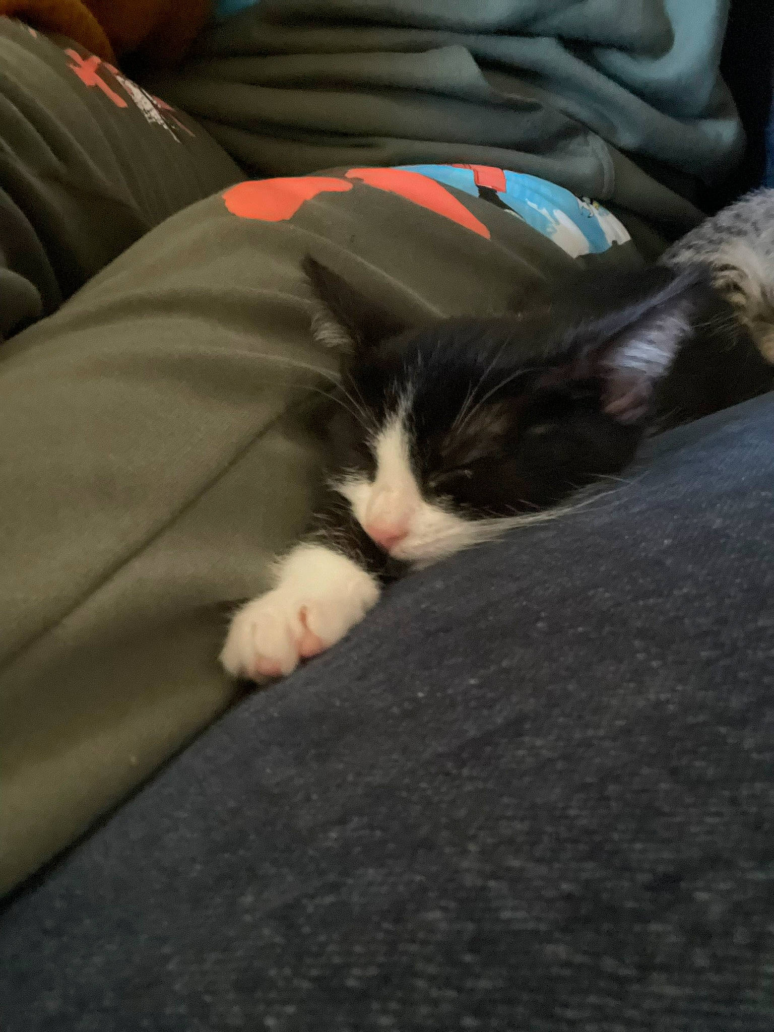 Chihiro is registered to the contest to win money with this photo: carnivore, cat, comfort, domestic_short_haired_cat, felidae, foot, fur, grey, human_leg, lap, linens, nap, paw, sitting, small_to_medium_sized_cats, snout, sporting_group, tail, thigh, whiskers