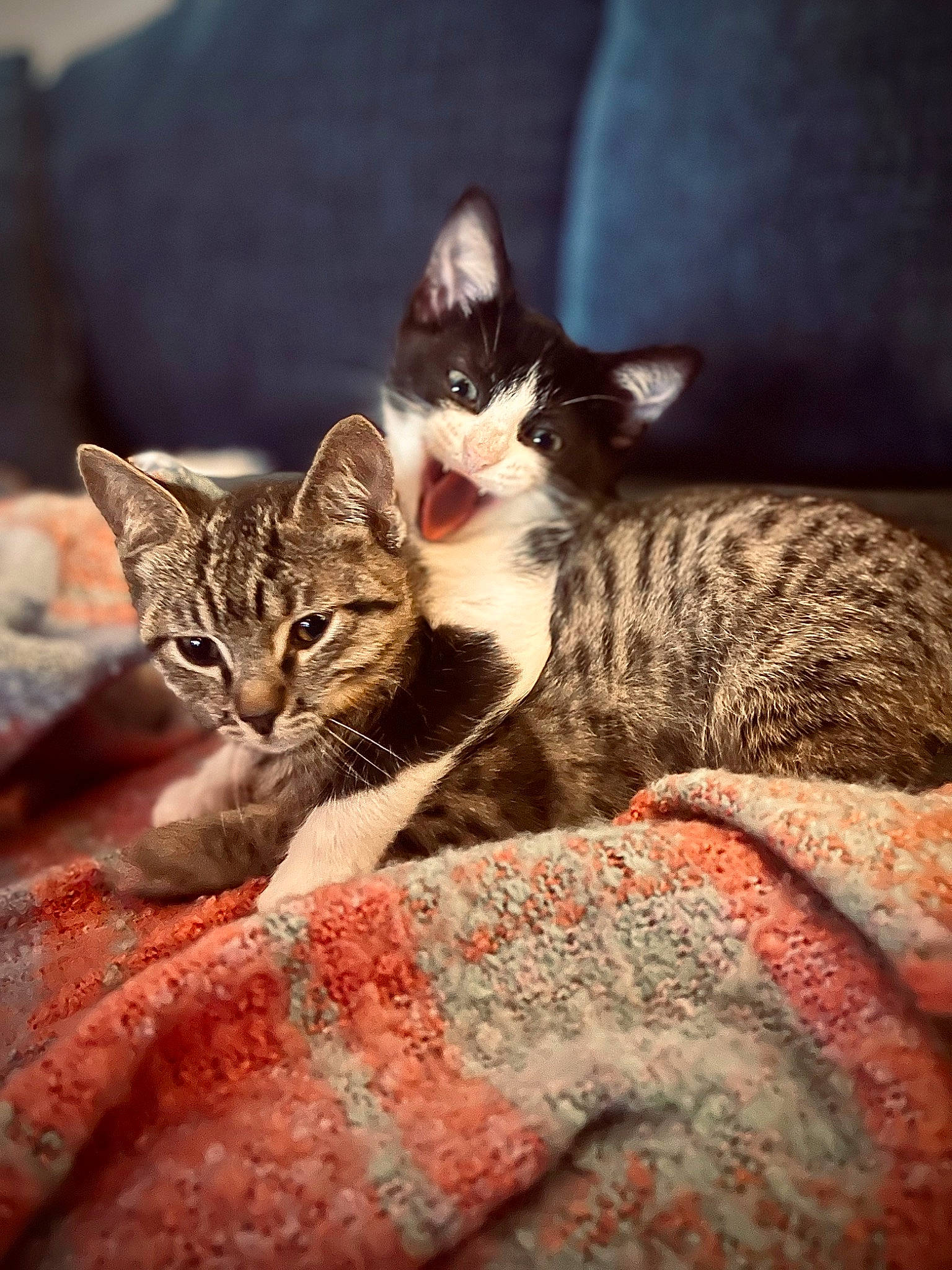 Chihiro is registered to the contest to win money with this photo: carnivore, cat, claw, comfort, domestic_short_haired_cat, fawn, felidae, fur, grey, mammal, paw, sitting, small_to_medium_sized_cats, snout, terrestrial_animal, tree, vertebrate, whiskers, wildlife, wood