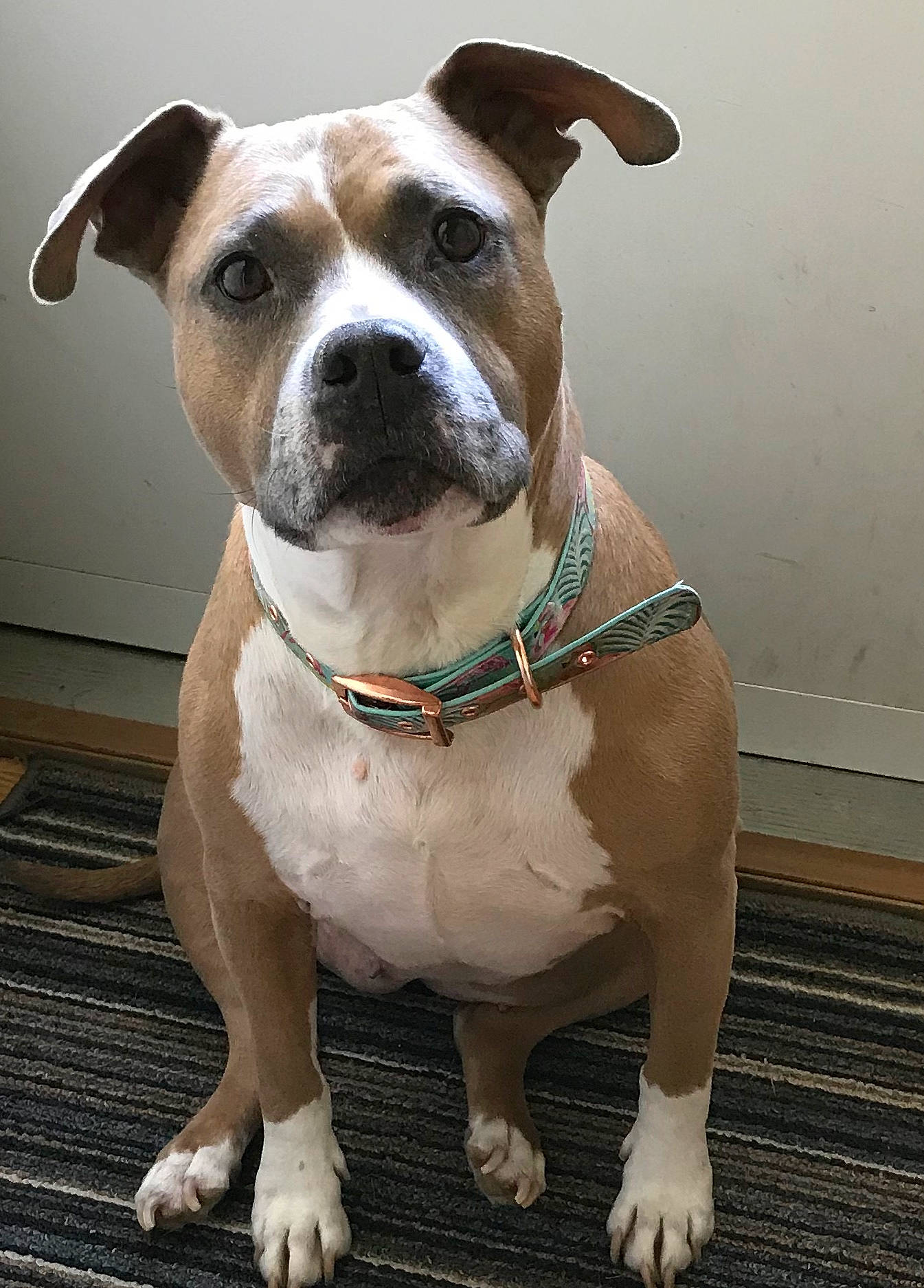Roxy joined the competition — help win amazing prizes! american_bulldog, american_pit_bull_terrier, american_staffordshire_terrier, australian_bulldog, bulldog, canidae, carnivore, collar, companion_dog, dog, dog_breed, dog_collar, fawn, mammal, non_sporting_group, olde_english_bulldogge, snout, staffordshire_bull_terrier, valley_bulldog, vertebrate