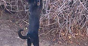 Kitty is registered to the contest to win money with this photo: