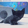 Kitty is registered to the contest to win money with this photo: