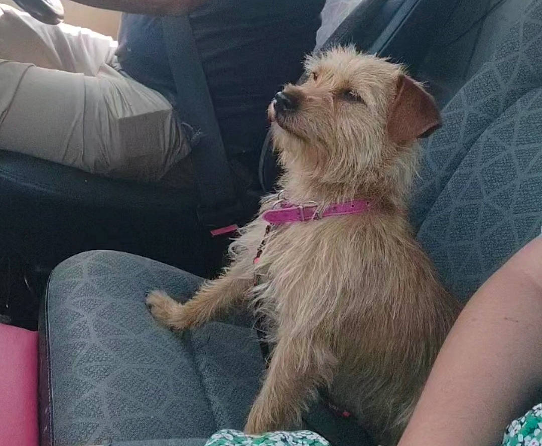 Gazelle participe au concours pour gagner de l'argent avec cette photo : carnivore, collar, comfort, companion_dog, dog, dog_breed, dog_clothes, dog_collar, dog_supply, eyewear, fawn, lap, leash, non_sporting_group, sitting, small_terrier, terrier, toy_dog, working_animal, working_terrier