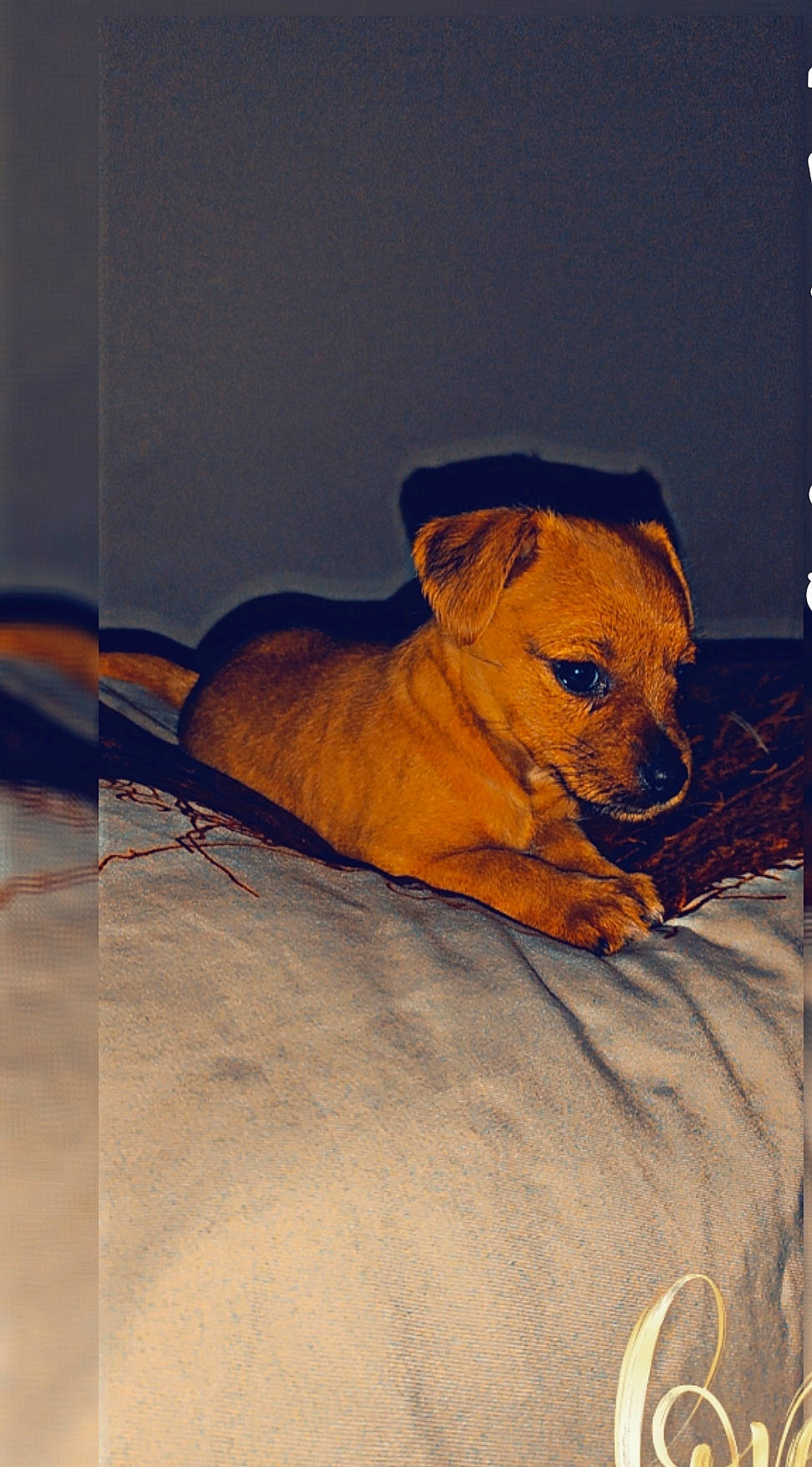 Framboise participe au concours pour gagner de l'argent avec cette photo : art, carnivore, companion_dog, dog, dog_breed, drawing, fawn, illustration, liver, paint, painting, snout, sporting_group, tail, terrestrial_animal, tints_and_shades, visual_arts, whiskers, wildlife, working_animal