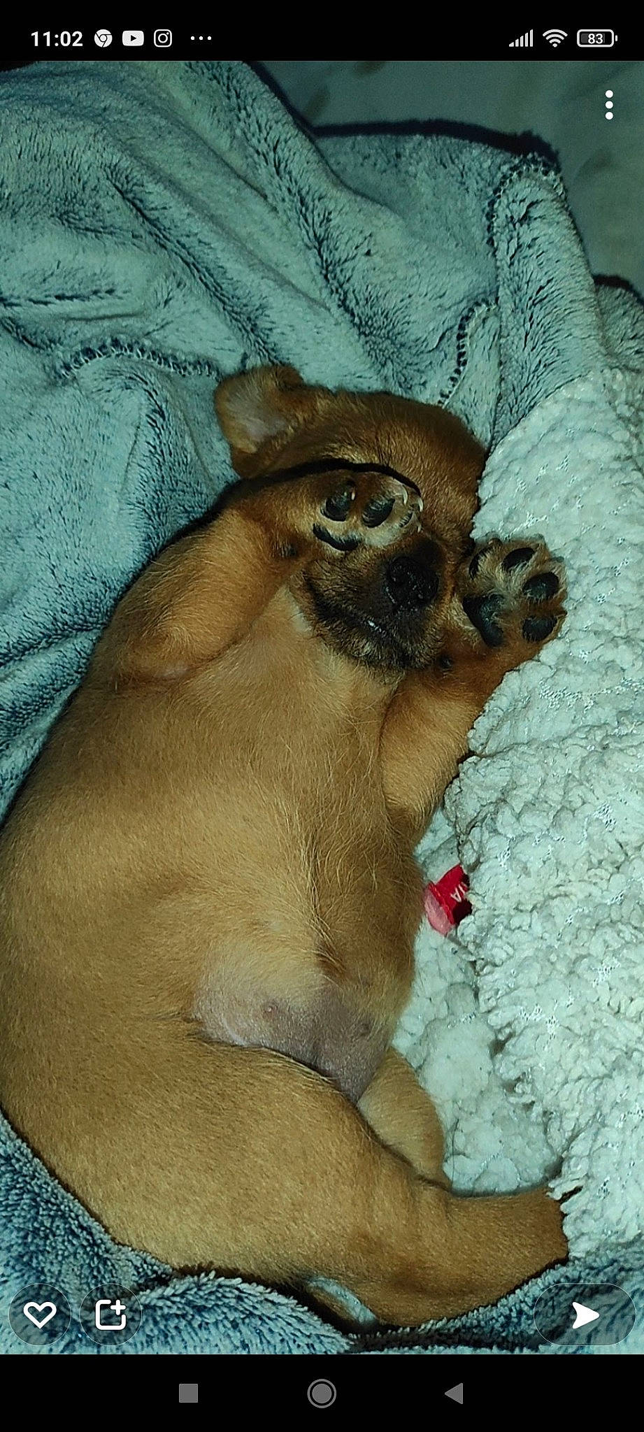 Framboise participe au concours pour gagner de l'argent avec cette photo : art, big_cats, chest, fawn, fur, liver, livestock, snout, terrestrial_animal, visual_arts, whiskers, wildlife, working_animal