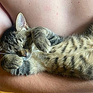 Aïko participe au concours pour gagner de l'argent avec cette photo : kitten, cat, sleeping, tabby, fur, whiskers, paws, arms, human, skin, closeup, pet, cute, resting, nap, domestic_animal, animal, mammal, cozy, comfort