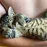 kitten, cat, sleeping, tabby, fur, whiskers, paws, arms, human, skin, closeup, pet, cute, resting, nap, domestic_animal, animal, mammal, cozy, comfort