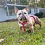 animal, blurred_background, canine, daylight, dog, ears_up, french_bulldog, grass, greenery, harness, house, muzzle, nature, outdoor, pet, pink_harness, portrait, short_hair, standing, suburban