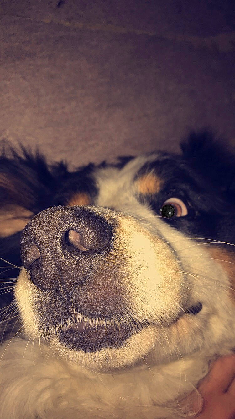 Mixi participe au concours pour gagner de l'argent avec cette photo : art, carnivore, close_up, cloud, companion_dog, dog, dog_breed, ear, fawn, fur, happy, human_body, mammal, paw, snout, sporting_group, tints_and_shades, vertebrate, whiskers, working_animal