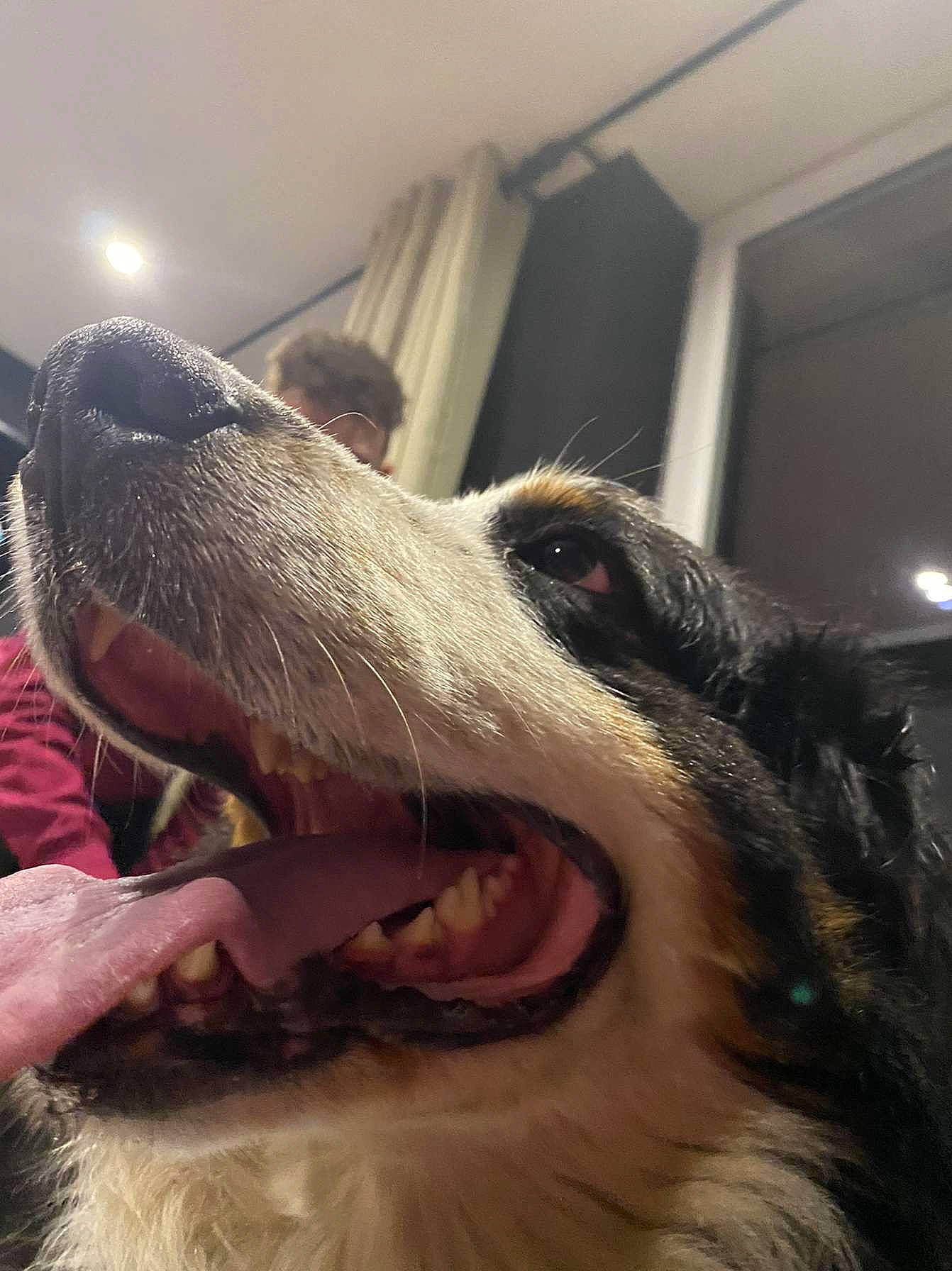 Mixi a rejoint le concours — aidez-le/la à gagner de superbes lots ! canidae, carnivore, close_up, collar, companion_dog, dog, dog_breed, ear, fang, fur, happy, jaw, liver, shout, snout, sporting_group, whiskers, working_animal, working_dog, yawn