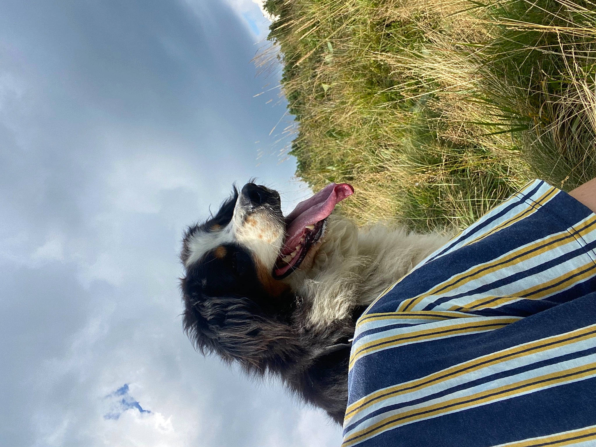 Mixi a rejoint le concours — aidez-le/la à gagner de superbes lots ! beak, carnivore, cloud, cumulus, dog_breed, electric_blue, falconiformes, feather, felidae, fur, grass, leisure, sky, small_to_medium_sized_cats, snout, sporting_group, tail, tree, whiskers, wing