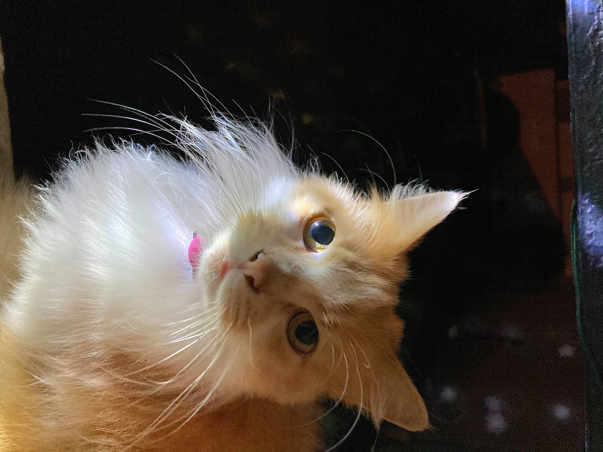 Ruby participe au concours pour gagner de l'argent avec cette photo : carnivore, cat, claw, fawn, felidae, fur, paw, small_to_medium_sized_cats, snout, tail, whiskers