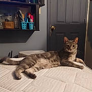 Speedy Wilson joined the competition — help win amazing prizes! cat, gray_tabby, mattress, bedroom, door, shelf, household_items, indoor, relaxed, lying_down, pet, feline, fur, whiskers, ears, paws, tail, looking, comfort, quiet