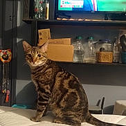Browny Wilson is registered to the contest to win money with this photo: animal, bed, bottles, boxes, cat, curious, domestic, furniture, home, indoor, jar, looking_at_camera, mammal, person_on_tv, pet, room, shelf, striped, tabby_cat, television