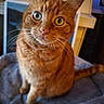 Potiron a rejoint le concours — aidez-le/la à gagner de superbes lots ! cat, orange_tabby, heterochromia, pet_bed, whiskers, indoor, curious, feline, animal, close_up, cute, domestic_cat, fur, portrait, looking_up, ears, eyes, nose, tail, cozy