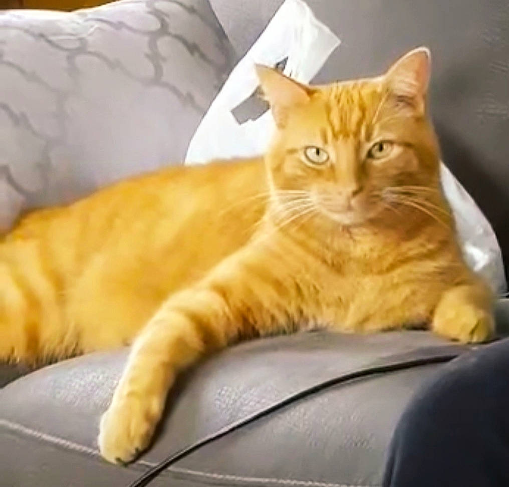 Potiron participe au concours pour gagner de l'argent avec cette photo : animal, cat, couch, domestic_cat, ears, eyes, face, feline, fur, home, indoor, mammal, orange_cat, paw, pet, relaxed, resting, seated, tabby, whiskers