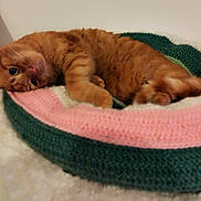 Potiron a rejoint le concours — aidez-le/la à gagner de superbes lots ! cat, orange_tabby, pet, animal, feline, cozy, resting, knitted_blanket, pink, green, white, cute, indoor, closeup, fur, whiskers, relaxed, laying_down, curious, home