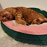 cat, orange_tabby, pet, animal, feline, cozy, resting, knitted_blanket, pink, green, white, cute, indoor, closeup, fur, whiskers, relaxed, laying_down, curious, home