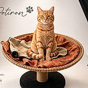Potiron a rejoint le concours — aidez-le/la à gagner de superbes lots ! animal, blanket, cat, cozy, cute, decor, feline, focused, indoor, orange_tabby, patterned_blanket, pet, pet_portrait, photography_studio, posing, professional, studio, studio_lighting, text_overlay, wicker_chair