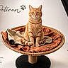 animal, blanket, cat, cozy, cute, decor, feline, focused, indoor, orange_tabby, patterned_blanket, pet, pet_portrait, photography_studio, posing, professional, studio, studio_lighting, text_overlay, wicker_chair