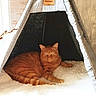 Potiron a rejoint le concours — aidez-le/la à gagner de superbes lots ! animal, cat, comfortable, cozy, curious_look, domestic_cat, feline, fluffy_cushion, furnishing, ginger_cat, home_interior, indoor, pet, pet_tent, quiet, relaxed, resting, soft_lighting, striped_fur, triangular_tent